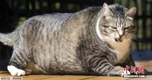 胖猫女友吃瓜视频,揭秘娱乐圈幕后真相